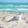 Western Gull on Beach Photo Roller Blind