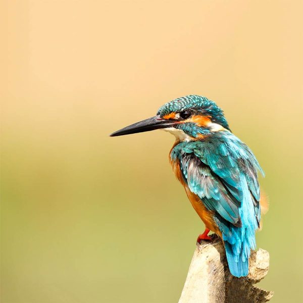 Blue Kingfisher Photo Roller Blind