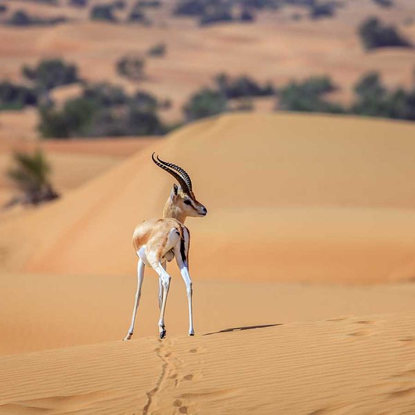 Deer in desert Roller Blind
