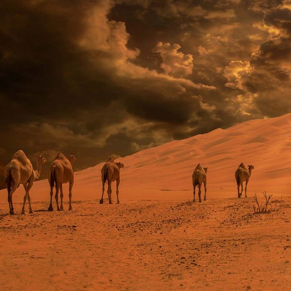 Desert Safari Photo Roller Blind