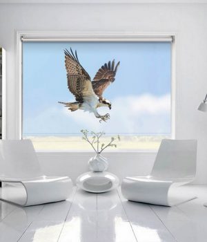 Falcon Roller Blind