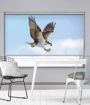 Falcon Roller Blind