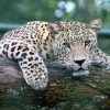 Leopard Roller Blinds
