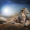 Lion Photo Roller Blind