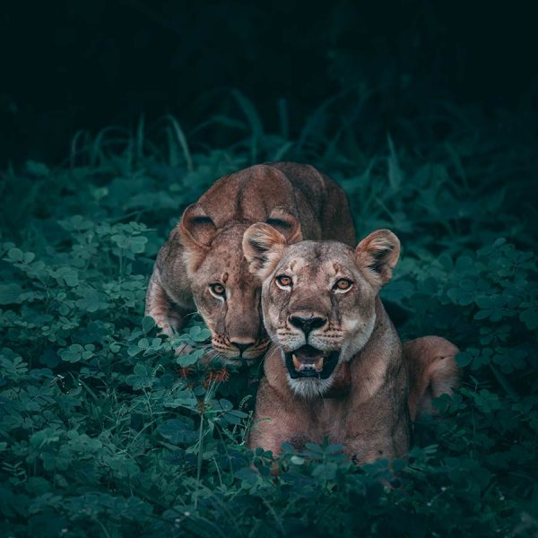 Lion and her Cub Roller Blind