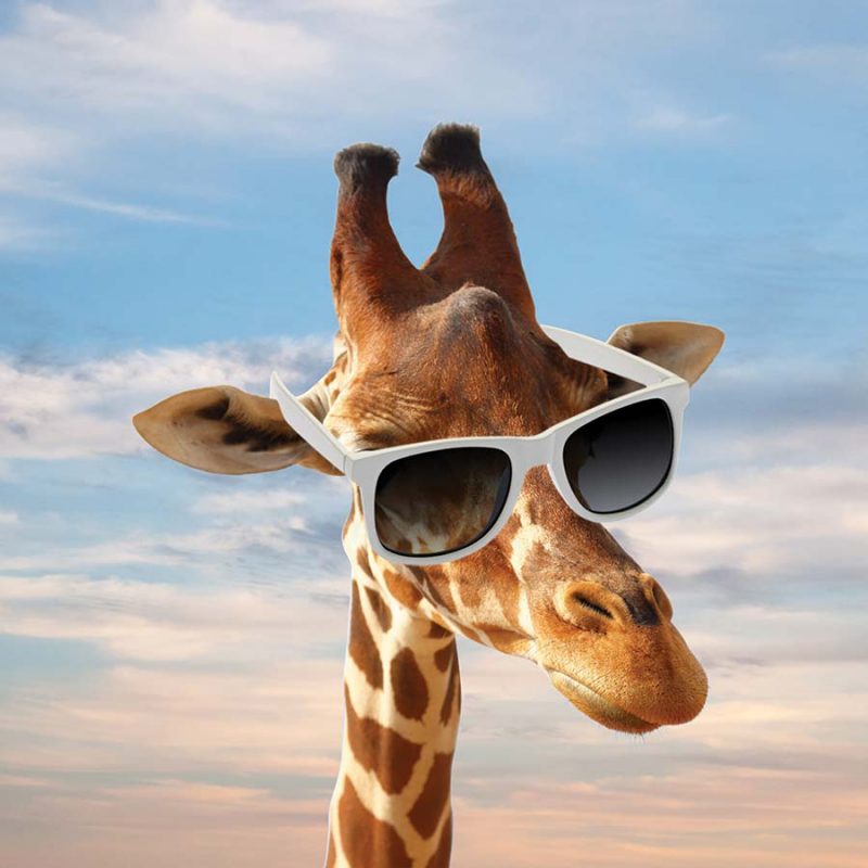 The Giraffe Head Picture Roller Blind - BudgetBlinds